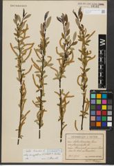 Foto von Salix triandra subsp. amygdalina (L.) Schübl. & G. Martens